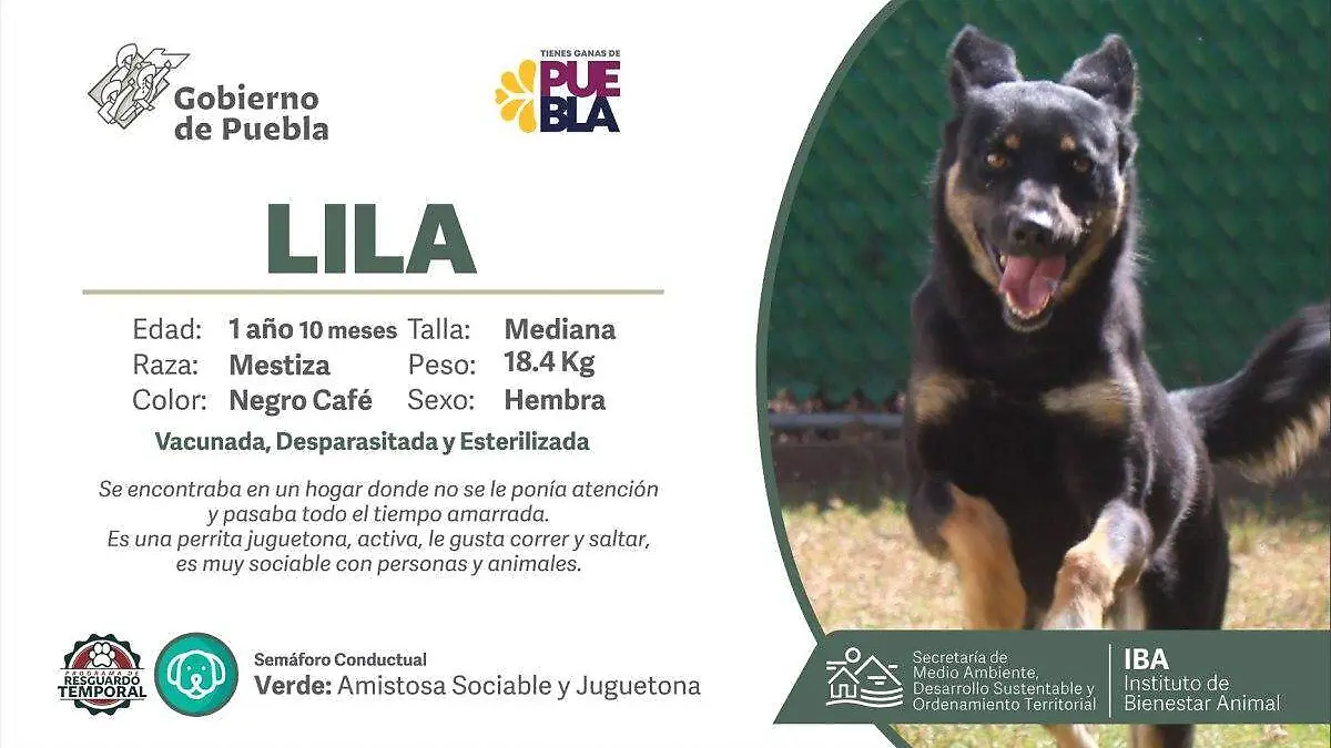 Dales una nueva vida perritos en busca de un hogar con amor